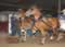 My Gallery: Image