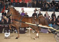 Buckeye Morgan Horse Sale: Image
