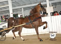 Buckeye Morgan Horse Sale: Image
