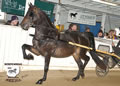 Buckeye Morgan Horse Sale: Image