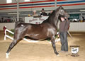 Buckeye Morgan Horse Sale: Image