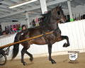 Buckeye Morgan Horse Sale: Image