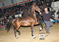 Buckeye Morgan Horse Sale: Image