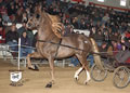 Buckeye Morgan Horse Sale: Image