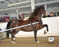 Buckeye Morgan Horse Sale: Image