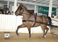 Buckeye Morgan Horse Sale: Image