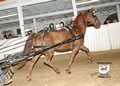 Buckeye Morgan Horse Sale: Image