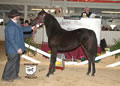 Buckeye Morgan Horse Sale: Image