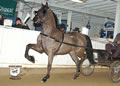 Buckeye Morgan Horse Sale: Image