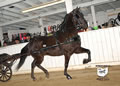 Buckeye Morgan Horse Sale: Image