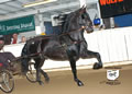 Buckeye Morgan Horse Sale: Image