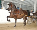 Buckeye Morgan Horse Sale: Image