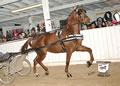 Buckeye Morgan Horse Sale: Image