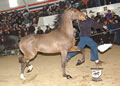 Buckeye Morgan Horse Sale: Image