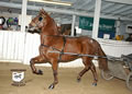 Buckeye Morgan Horse Sale: Image