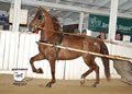 Buckeye Morgan Horse Sale: Image