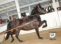 Buckeye Morgan Horse Sale: Image