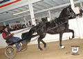 Buckeye Morgan Horse Sale: Image