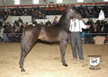 Buckeye Morgan Horse Sale: Image