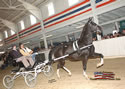 North American Dutch Harness Horse Sale : Image