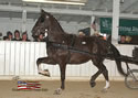 North American Dutch Harness Horse Sale : Image