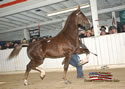 North American Dutch Harness Horse Sale : Image