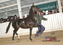North American Dutch Harness Horse Sale : Image