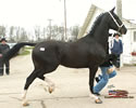 North American Dutch Harness Horse Sale : Image