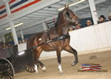 North American Dutch Harness Horse Sale : Image