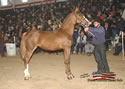 North American Dutch Harness Horse Sale : Image