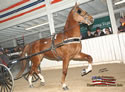 North American Dutch Harness Horse Sale : Image