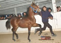 North American Dutch Harness Horse Sale : Image