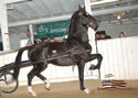North American Dutch Harness Horse Sale : Image