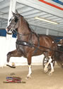 North American Dutch Harness Horse Sale : Image
