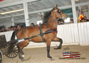North American Dutch Harness Horse Sale : Image