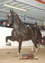 North American Dutch Harness Horse Sale : Image