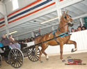North American Dutch Harness Horse Sale : Image