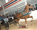 North American Dutch Harness Horse Sale : Image