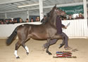 North American Dutch Harness Horse Sale : Image