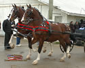 North American Dutch Harness Horse Sale : Image