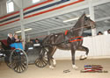 North American Dutch Harness Horse Sale : Image