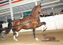 North American Dutch Harness Horse Sale : Image