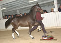 North American Dutch Harness Horse Sale : Image