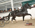 North American Dutch Harness Horse Sale : Image