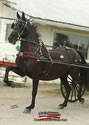 North American Dutch Harness Horse Sale : Image