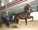 North American Dutch Harness Horse Sale : Image