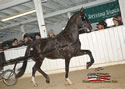 North American Dutch Harness Horse Sale : Image