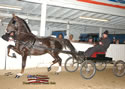 North American Dutch Harness Horse Sale : Image