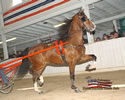 North American Dutch Harness Horse Sale : Image