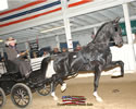 North American Dutch Harness Horse Sale : Image